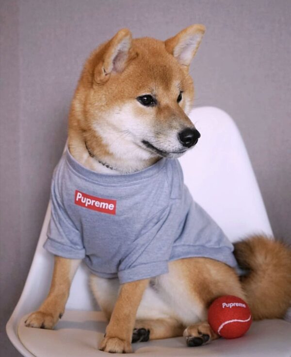 Autumn And Winter Sports Dog Clothes