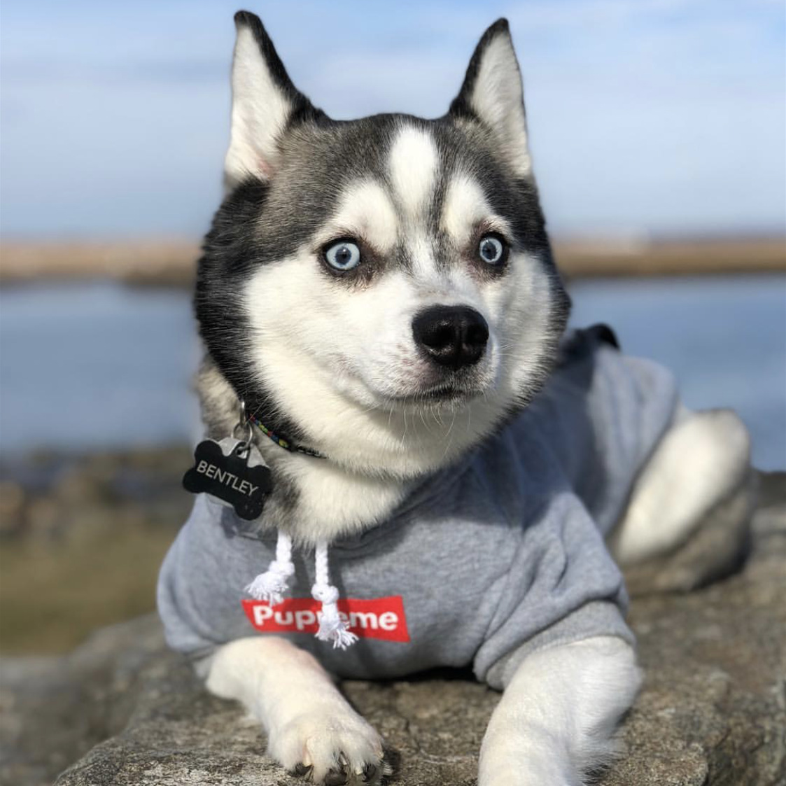 Autumn And Winter Sports Dog Clothes